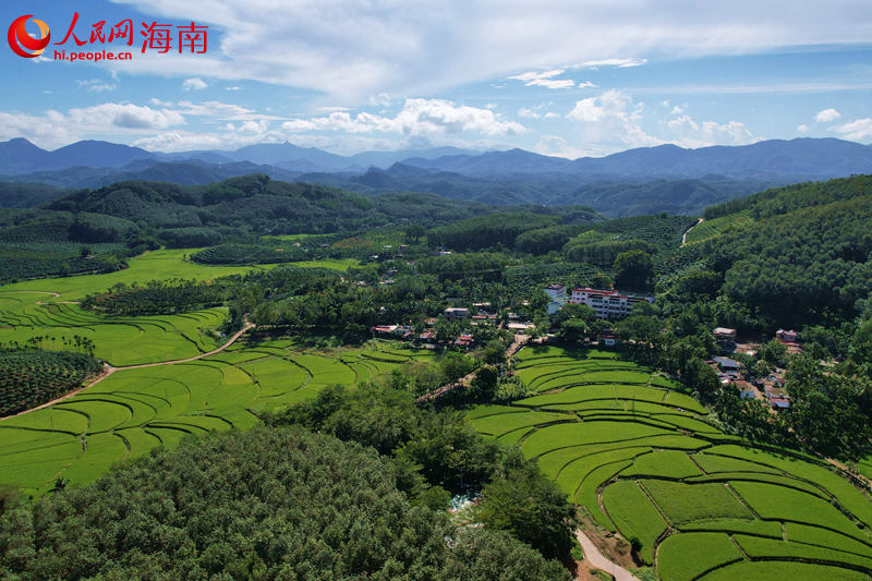 三亚市育才生态区青法村。 人民网记者 孟凡盛摄