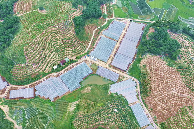 三亚市育才生态区那受村集体产业的百亩大棚基地。受访者供图