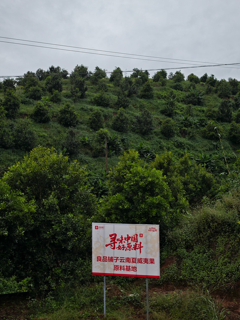 夏威夷果基地。