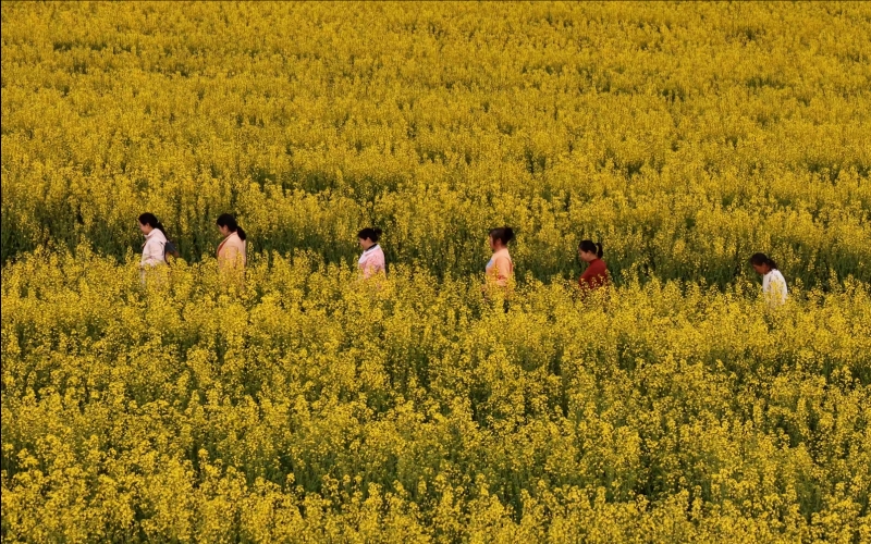 五龙池村烟叶-油菜轮作基地。王晓娜摄