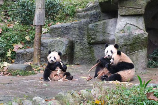 11月4日,大熊猫“汪佳”一家正在吃竹笋。新华社记者 边思琪 摄