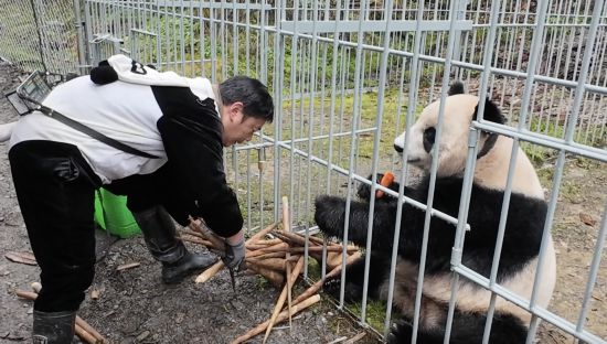 11月12日,刘晓强正在为大熊猫“灰灰”加餐。新华社记者 赵怡宁 摄