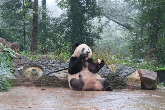 11月5日,大熊猫“香香”正在吃苹果。新华社记者 边思琪 摄
