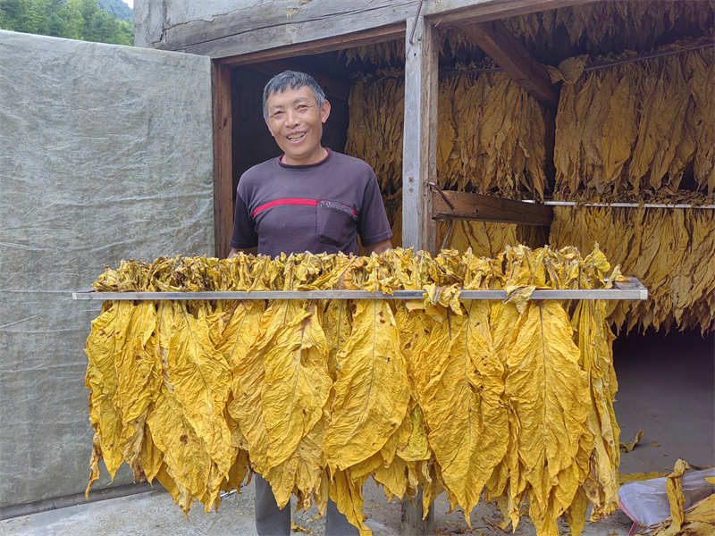 杨开国烘烤后的烟叶。杨大洪摄