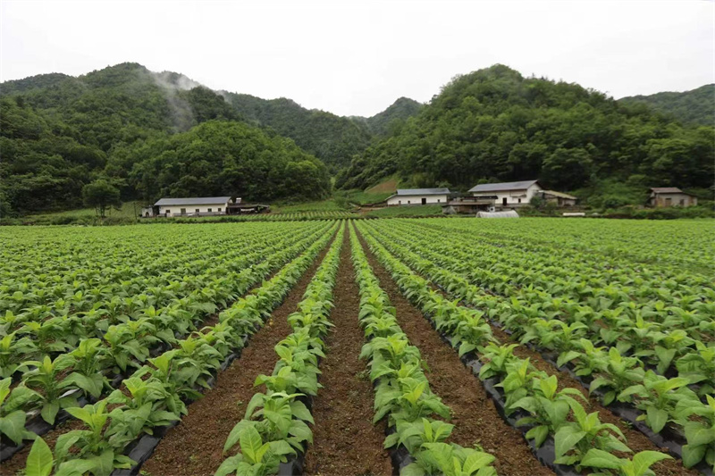 团棵期大田长势。何永勇摄