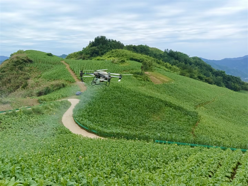 无人机喷洒农药。姚森崇摄