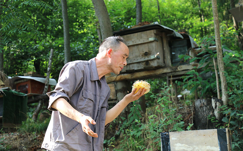 万昌生新割的蜂蜜。席曙光摄